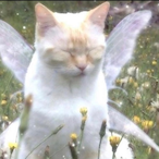 built-brisket55's Avatar'