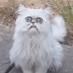 Jakethekat's Avatar'