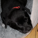 Sir.GrumpyDog's Avatar'