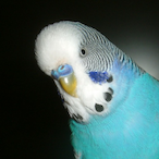 SmazingMush's Avatar'
