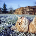Awlful's Avatar'