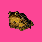 toloxl's Avatar'