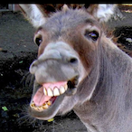 Enraged_Donkey's Avatar'