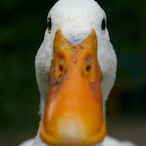 HippoBLT.xD's Avatar'