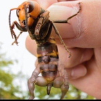 Vagitarian's Avatar'