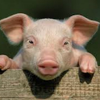 KeinDeutsch's Avatar'