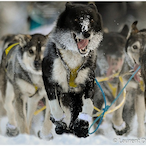 SNAYZIONTOP1's Avatar'