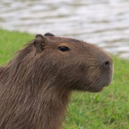 Capivara-do-Sul's Avatar'