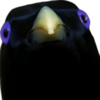 Satin_BowerBird's Avatar'