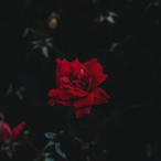 swung by ay's Avatar'