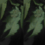 PimousseAttack's Avatar'