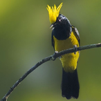 fede-pajaro's Avatar'