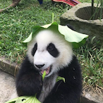 Panda_with_Hat's Avatar'