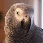 BB02_BlindSniper's Avatar'