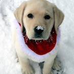 chowgamster's Avatar'