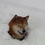 picimilu.WiLD's Avatar'