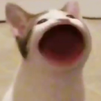 piiggywiggy's Avatar'