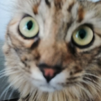 OrangoZambo's Avatar'