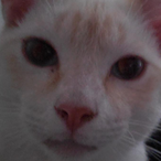cat.socks's Avatar'