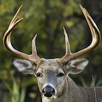 BigBuck1223's Avatar'