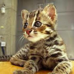 silencehaha's Avatar'