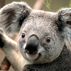 Sr-Koala's Avatar'
