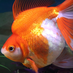 GoldfishWthAGun's Avatar'