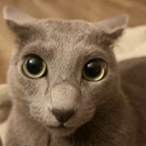 Skittiekitty's Avatar'