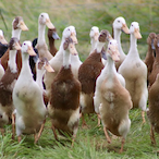 TheDuckBrigade's Avatar'