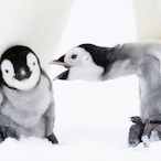 penguin......'s Avatar'