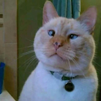 Hassicktear's Avatar