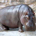 ScuffedHippo's Avatar'