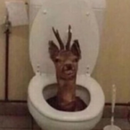 dapetistic's Avatar'