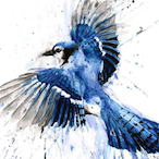 Swiftness_'s Avatar'