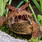 dinomullet's Avatar'