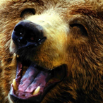 Big_GrizzlyBear's Avatar'