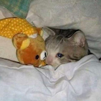 Captain_Sadcat's Avatar'