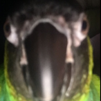 Ivor.Biggen's Avatar'