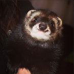 JuicyFerrets's Avatar'