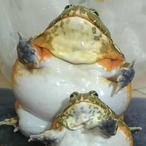Big_Fat_Jaba's Avatar'