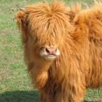 ChalkLit_cow's Avatar'