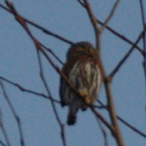 MauledByAMoose's Avatar'