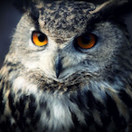 NocturnalCA's Avatar'