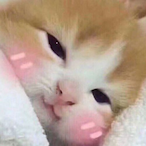 sushiibae's Avatar'
