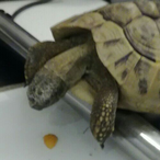 mege_Turtle_909's Avatar'