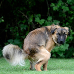 ToFu.Hanses's Avatar'