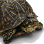 Otherturtle56's Avatar'