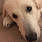 Anaklusmos0013's Avatar'