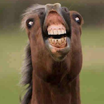 NoodleKing4641's Avatar'