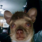 AeIIium's Avatar'